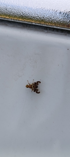 Walnut Husk Fly