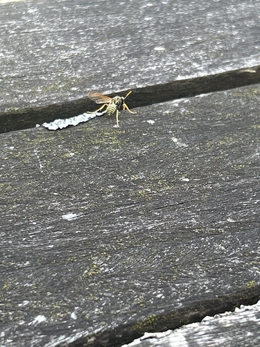 European Paper Wasp