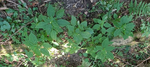 small balsam