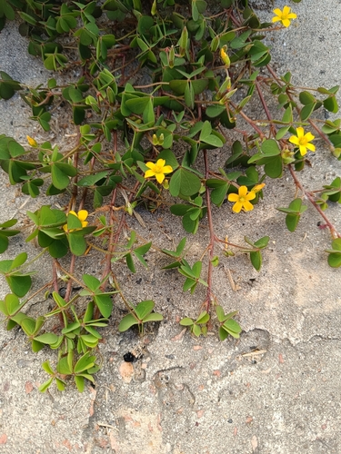 Creeping Woodsorrel