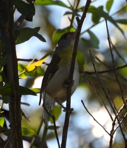 Rufous-browed Peppershrike