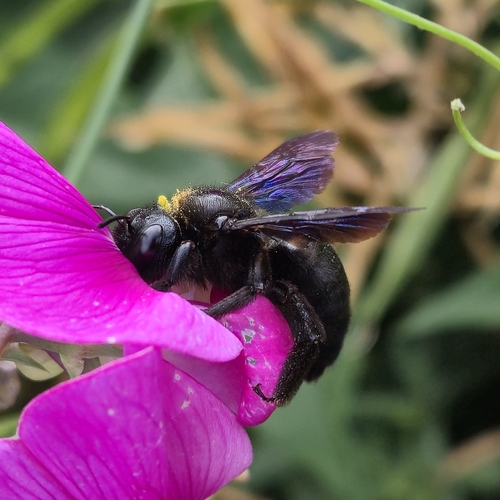 Violet Carpenter Bee