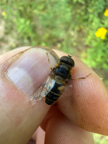 Tapered Drone Fly