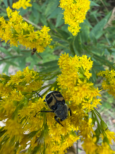 Eurasian Bee Beetle