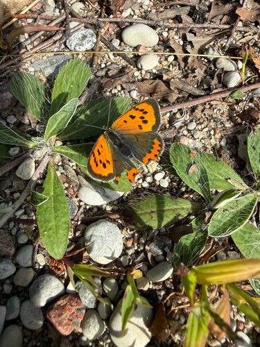 Small Copper