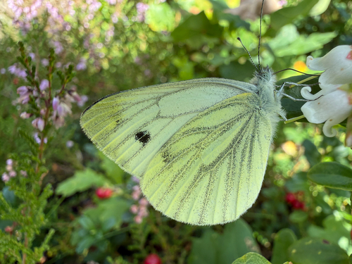 Green-veined White