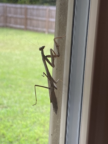 Carolina Mantis