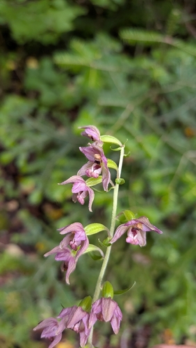 Broad-leaved helleborine