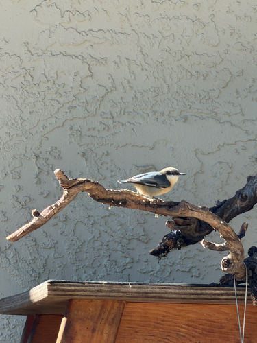 Observation photo