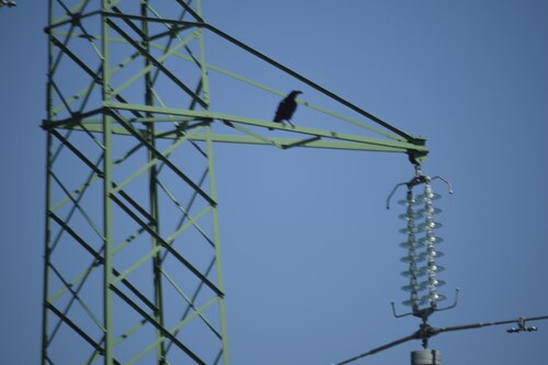 Common Raven