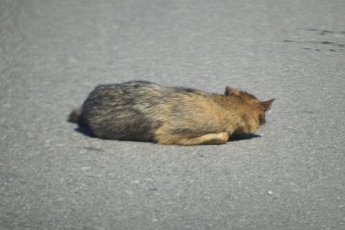 Golden Jackal