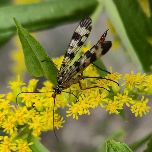 Meadow Scorpionfly