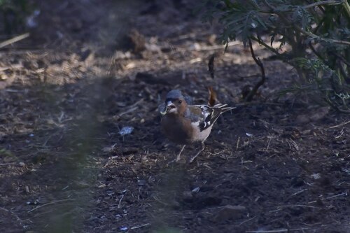 Common Chaffinch