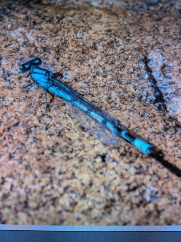 Common Blue Damselfly