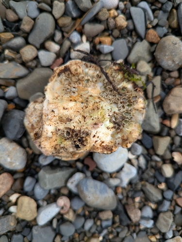 Pacific Oyster