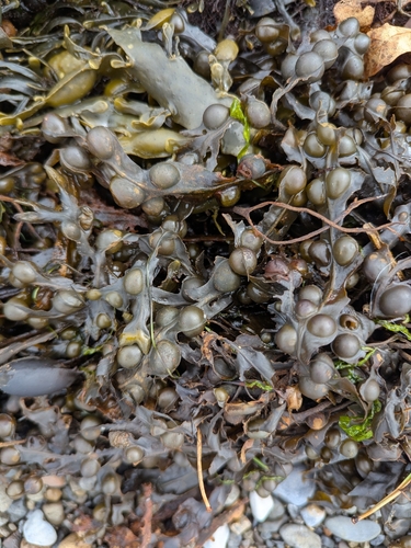 bladder wrack
