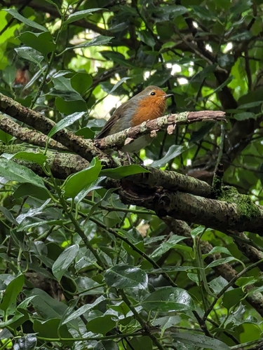 European Robin