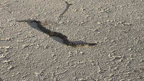 Four-lined Snake