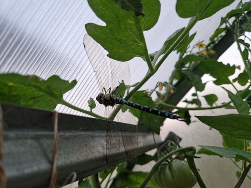 Southern Hawker