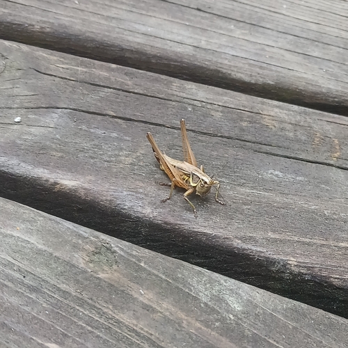 Roesel's Bush-cricket