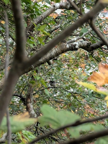Long-tailed Tit