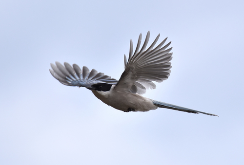 Azure-winged Magpie