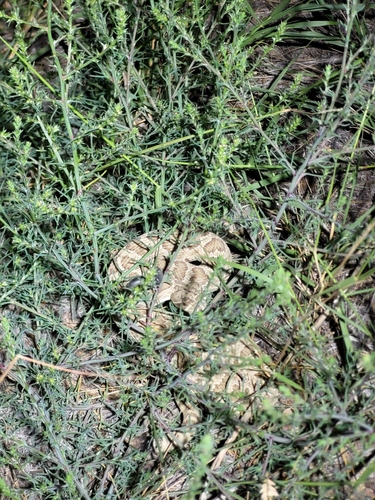 Prairie Rattlesnake