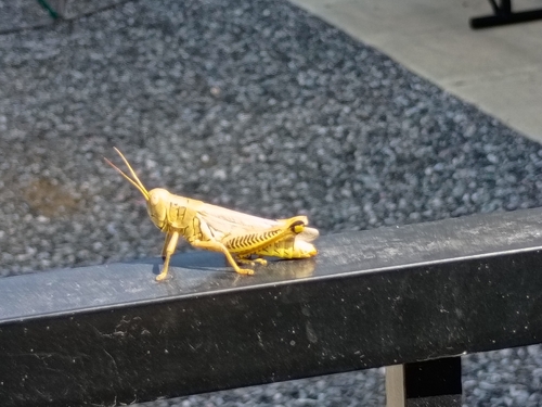 Differential Grasshopper