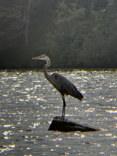 Great Blue Heron