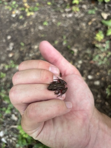 Boreal Chorus Frog