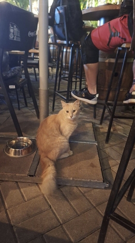 Domestic Cat