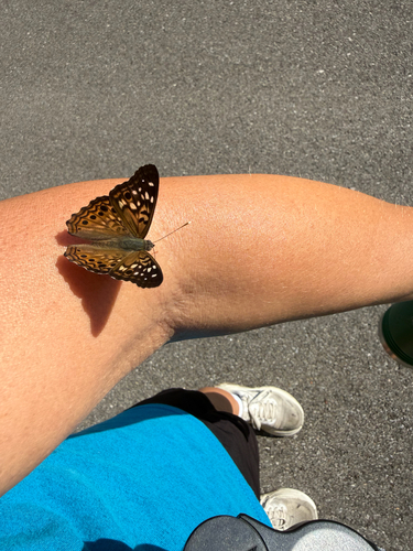 Hackberry Emperor