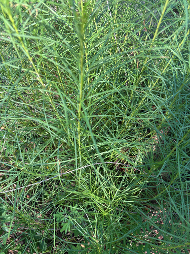 Hubricht's Bluestar