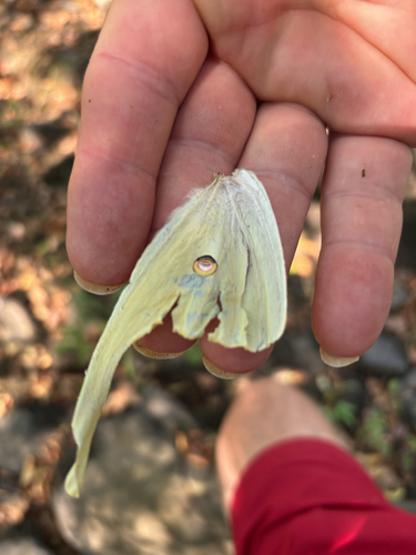 North American Luna Moth
