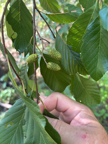 smooth alder
