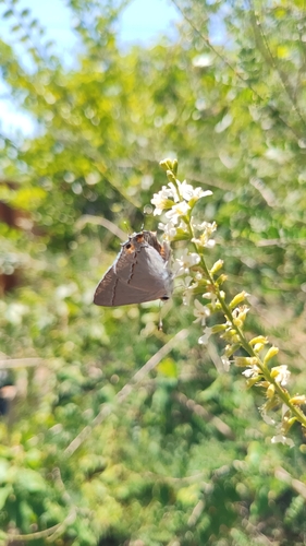 Gray Hairstreak