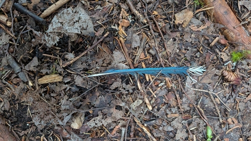 Blue Jay