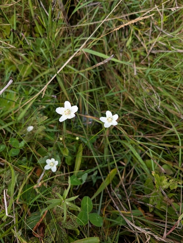 marsh grass-of-Parnassus