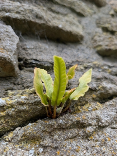 Hart's-tongue fern