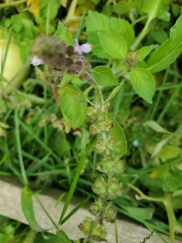 heath speedwell