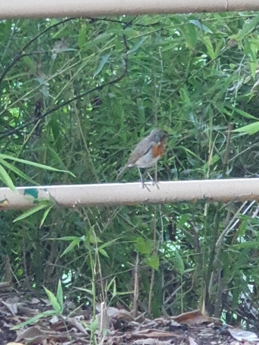 European Robin