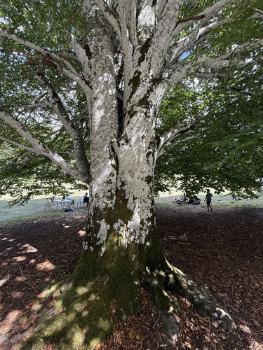 European beech