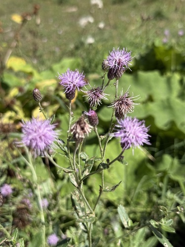 creeping thistle