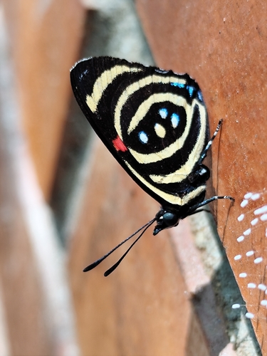 Hydaspes Eighty-Eight