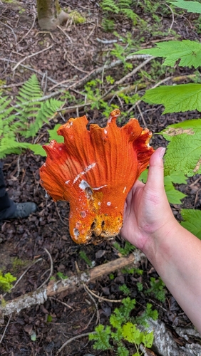 lobster mushroom