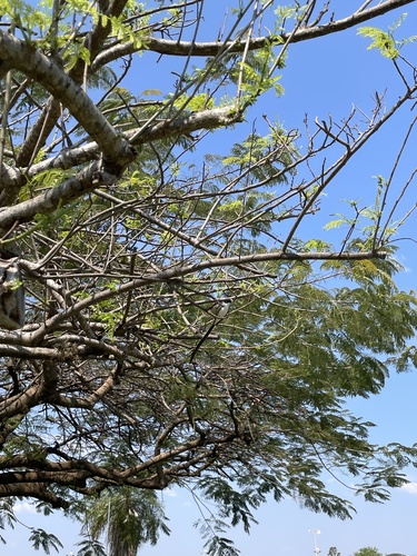 Fork-tailed Flycatcher
