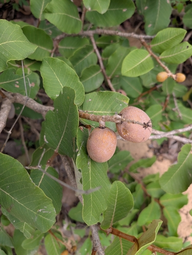 Neocarya macrophylla