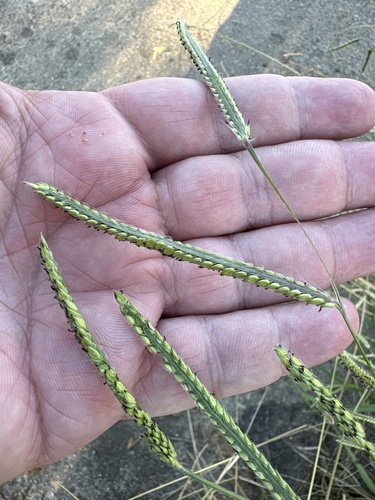 Dallis grass