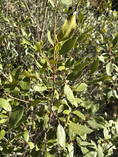 Mediterranean buckthorn