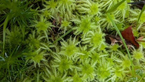Crome Sphagnum
